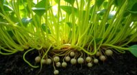 legumes fix nitrogen naturally