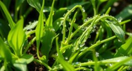 microplastics impact plant growth