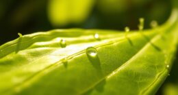 micrornas regulate plant development