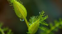 plants retain touch memory