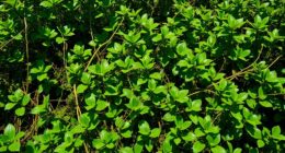 traits of aggressive invasive plants