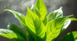 watering houseplants myths