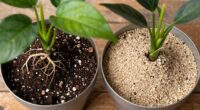 aroid specific potting mix differences