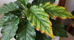 assessing indoor plant hydration