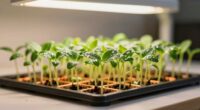 boosts indoor plant growth
