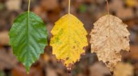 chlorophyll levels vary gradually