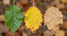 chlorophyll levels vary gradually