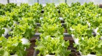 easy beginner hydroponic lettuce