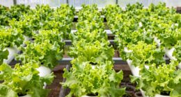 easy beginner hydroponic lettuce