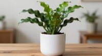 easy care container plant