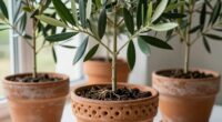 enhanced growth with ventilation
