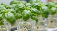 faster growth in hydroponics
