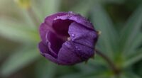 flowers time specific blooming