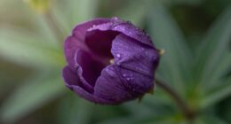 flowers time specific blooming