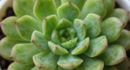 genetics influence plant compactness