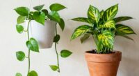 growth habits in containers