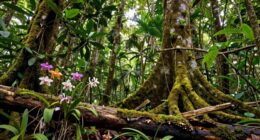 habitat loss endangers rare plants
