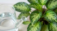 healthy plants need clean water