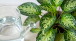 healthy plants need clean water
