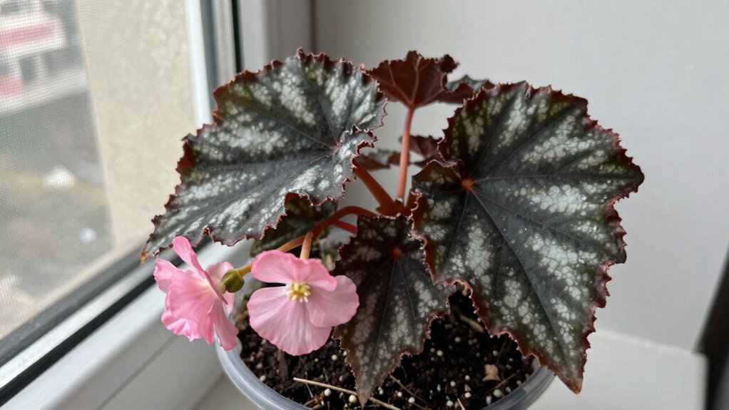 ideal conditions for rare begonias