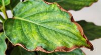 indoor leaf browning causes