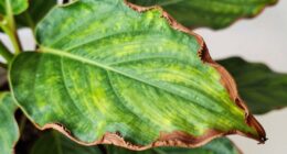 indoor leaf browning causes