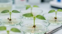 innovative propagation boosts rarity