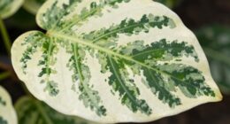 leaf color pattern formation