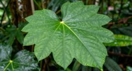 leaf shape indicates habitat