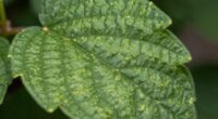 leaf texture aids identification