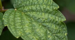 leaf texture aids identification