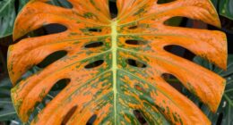 legendary plant hybrid origin