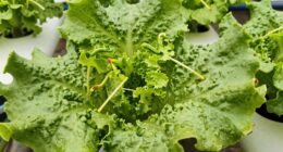 lettuce bolts stress response