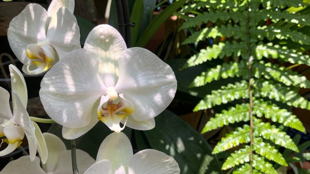 light needs for plant survival