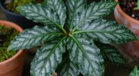 limited edition plant popularity