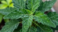 luxurious soft attractive foliage