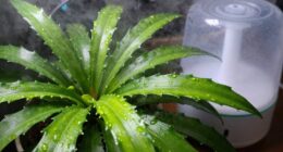maintaining humidity for plants