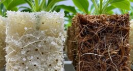 material properties affecting growth