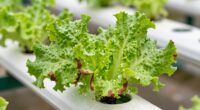 nutrient deficiency and heat