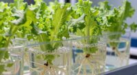 nutrient solution imbalance fluctuations