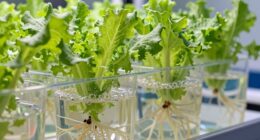 nutrient solution imbalance fluctuations