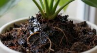 overwatering causes prolonged dampness