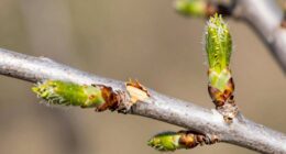 plant healing and regeneration