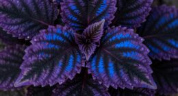 plant pigments produce colorful foliage