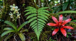 plant rarity and conservation