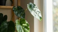 plants bend toward light