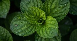 plants close leaves at night