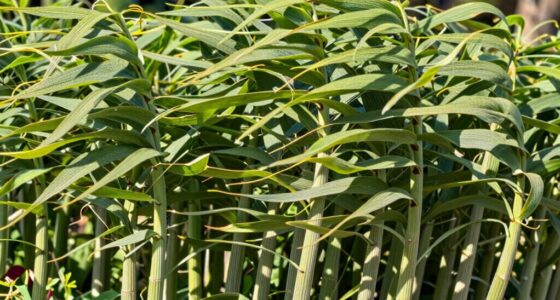 plants develop stronger stems