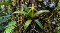plants living without soil
