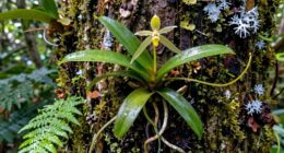 plants living without soil